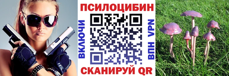 блэк спрут вход  Новоржев  Галлюциногенные грибы Psilocybe 